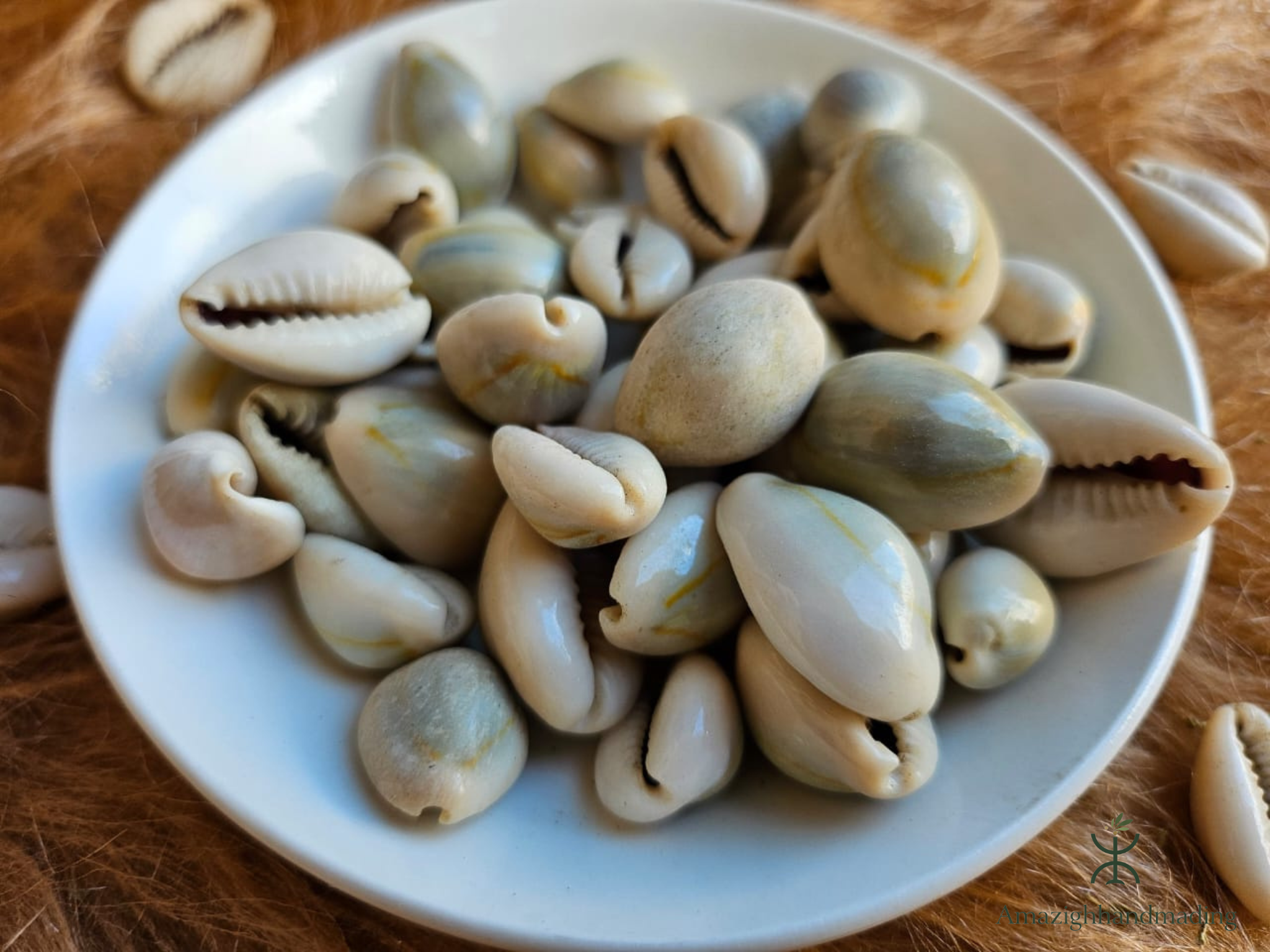 Authentic Moroccan Cowrie Shells (Al Wadaa / الودع المغربي الأصلي) – Traditional Decorative Seashells
