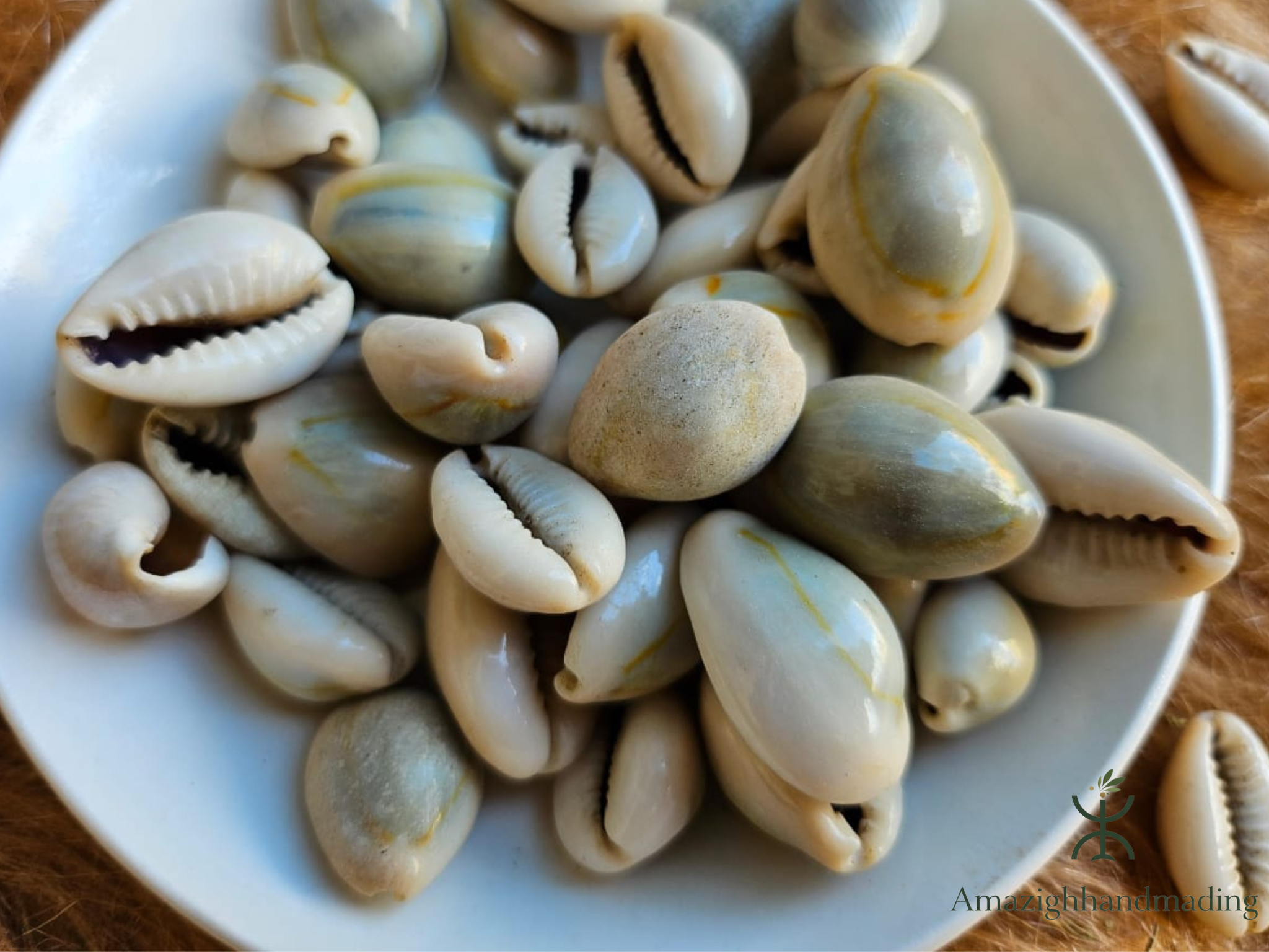 Authentic Moroccan Cowrie Shells (Al Wadaa / الودع المغربي الأصلي) – Traditional Decorative Seashells