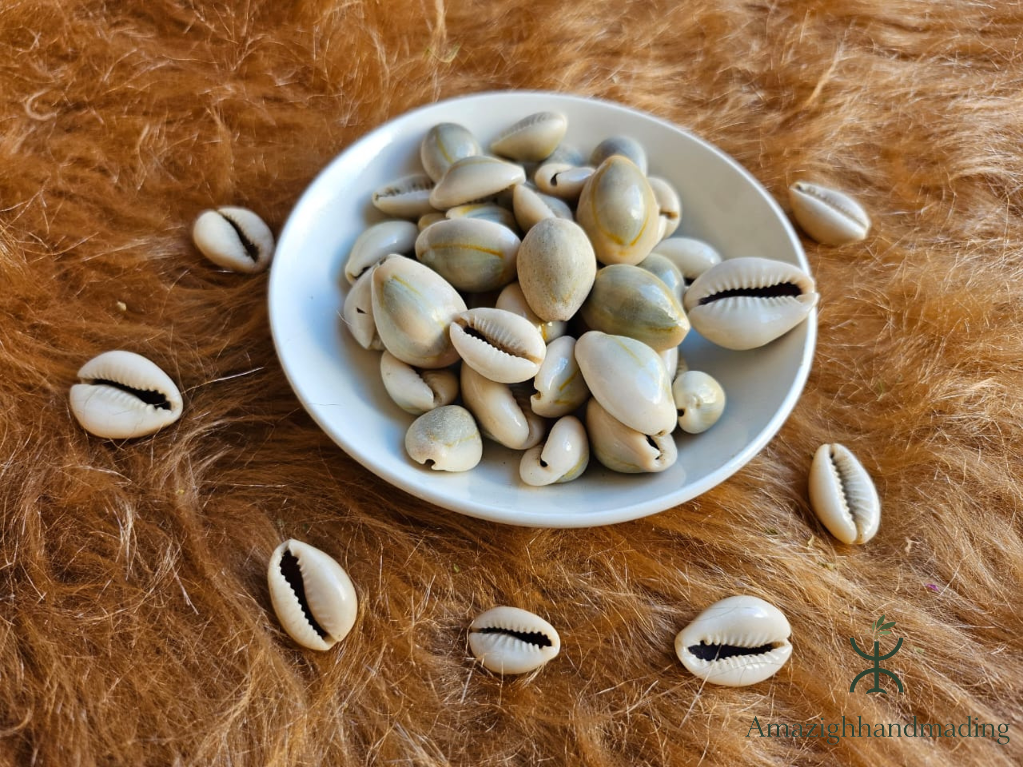 Authentic Moroccan Cowrie Shells (Al Wadaa / الودع المغربي الأصلي) – Traditional Decorative Seashells
