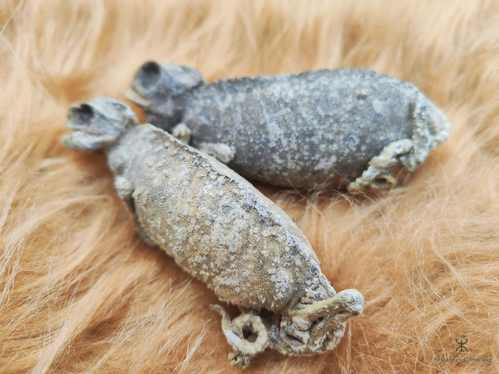 Dried Chameleon – Natural Curiosity & Display Specimen