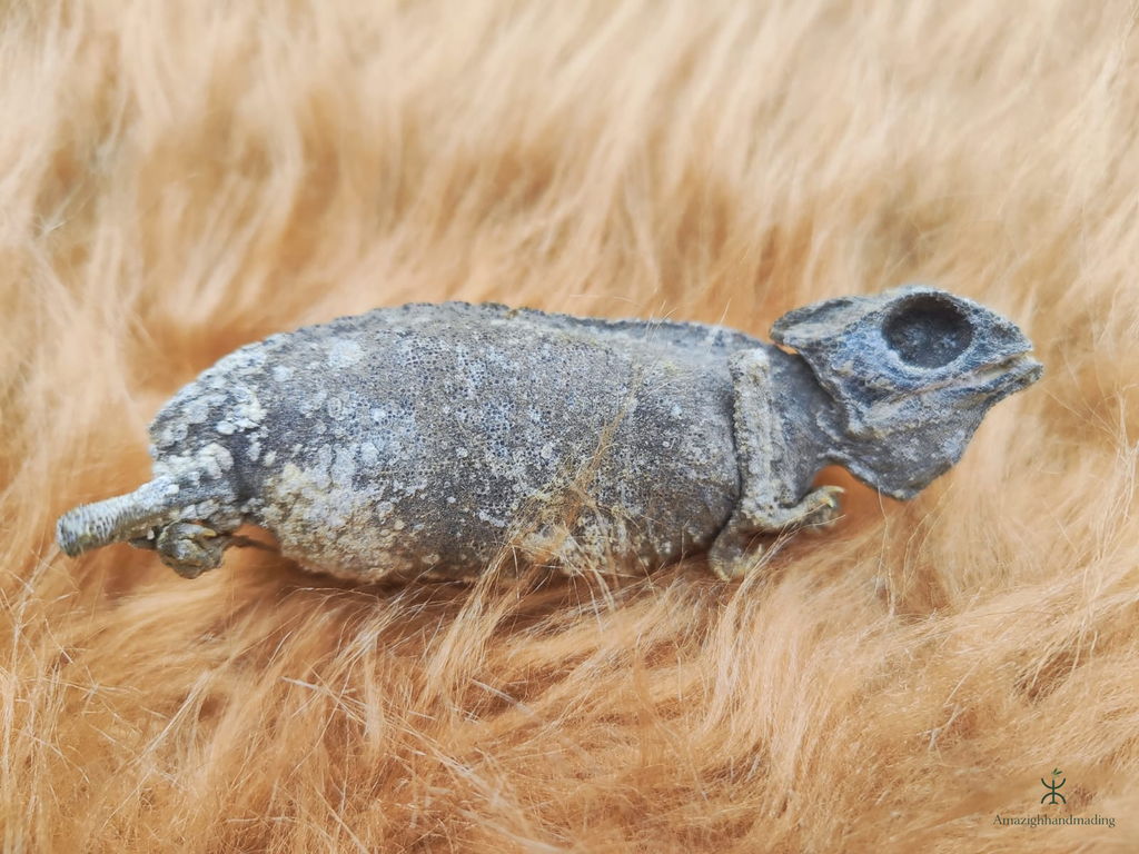 Dried Chameleon – Natural Curiosity & Display Specimen