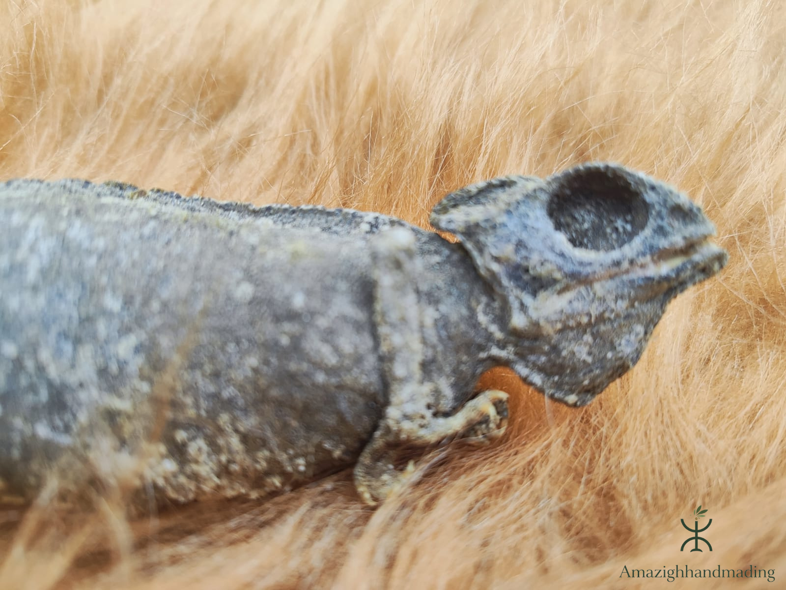 Dried Chameleon – Natural Curiosity & Display Specimen