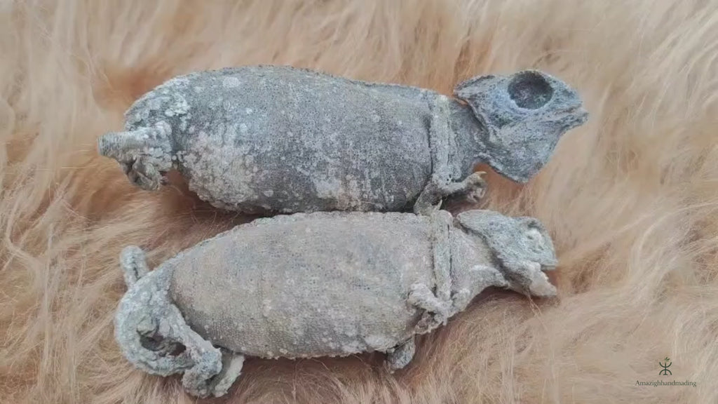 Dried Chameleon – Natural Curiosity & Display Specimen
