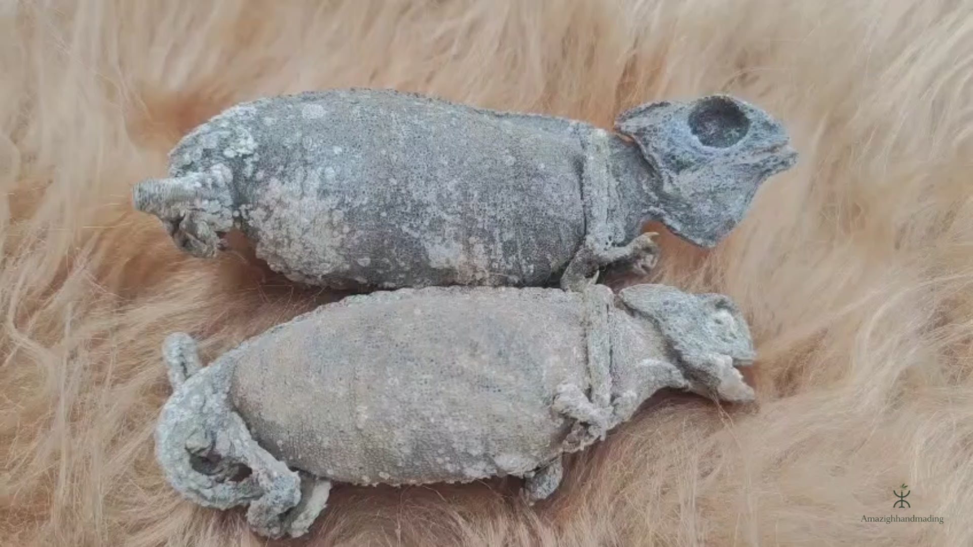 Dried Chameleon – Natural Curiosity & Display Specimen