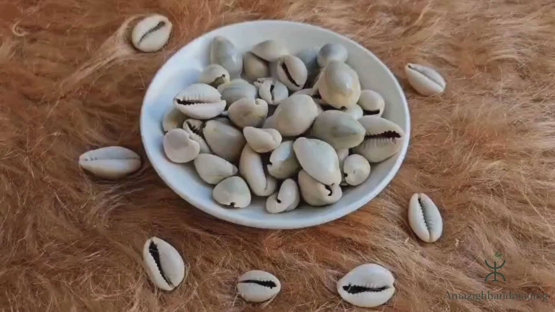 Authentic Moroccan Cowrie Shells (Al Wadaa / الودع المغربي الأصلي) – Traditional Decorative Seashells